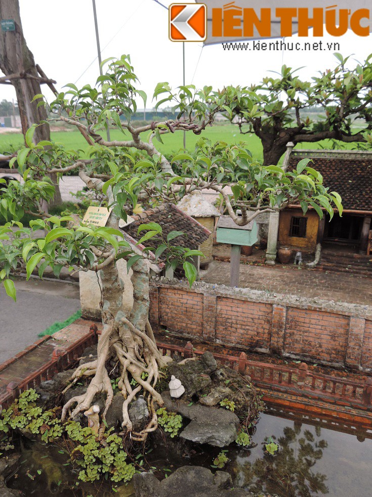 Tieu canh tu bonsai dep me hon cua nghe nhan Hai Phong-Hinh-13